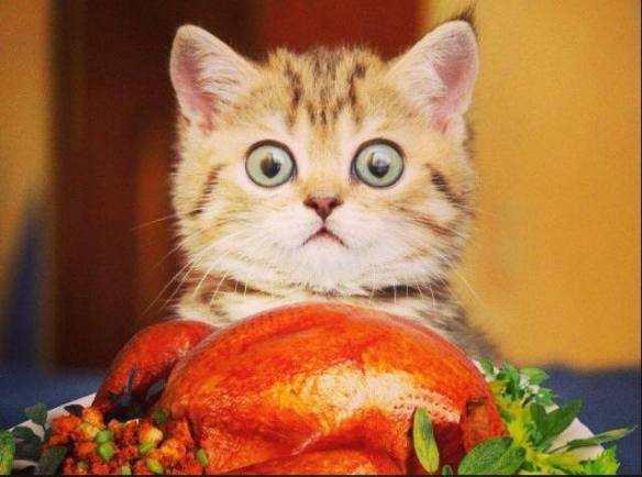 thanksgiving-cat